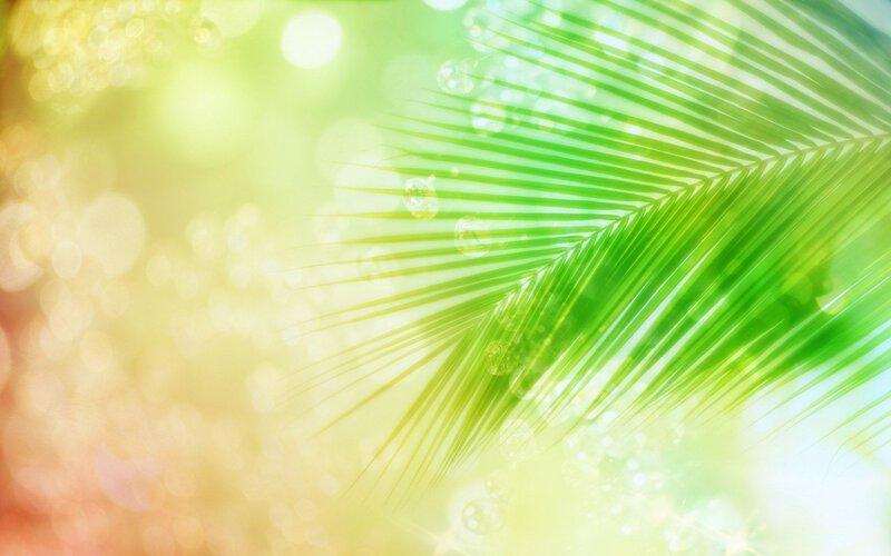 green palm leaf in sunlight