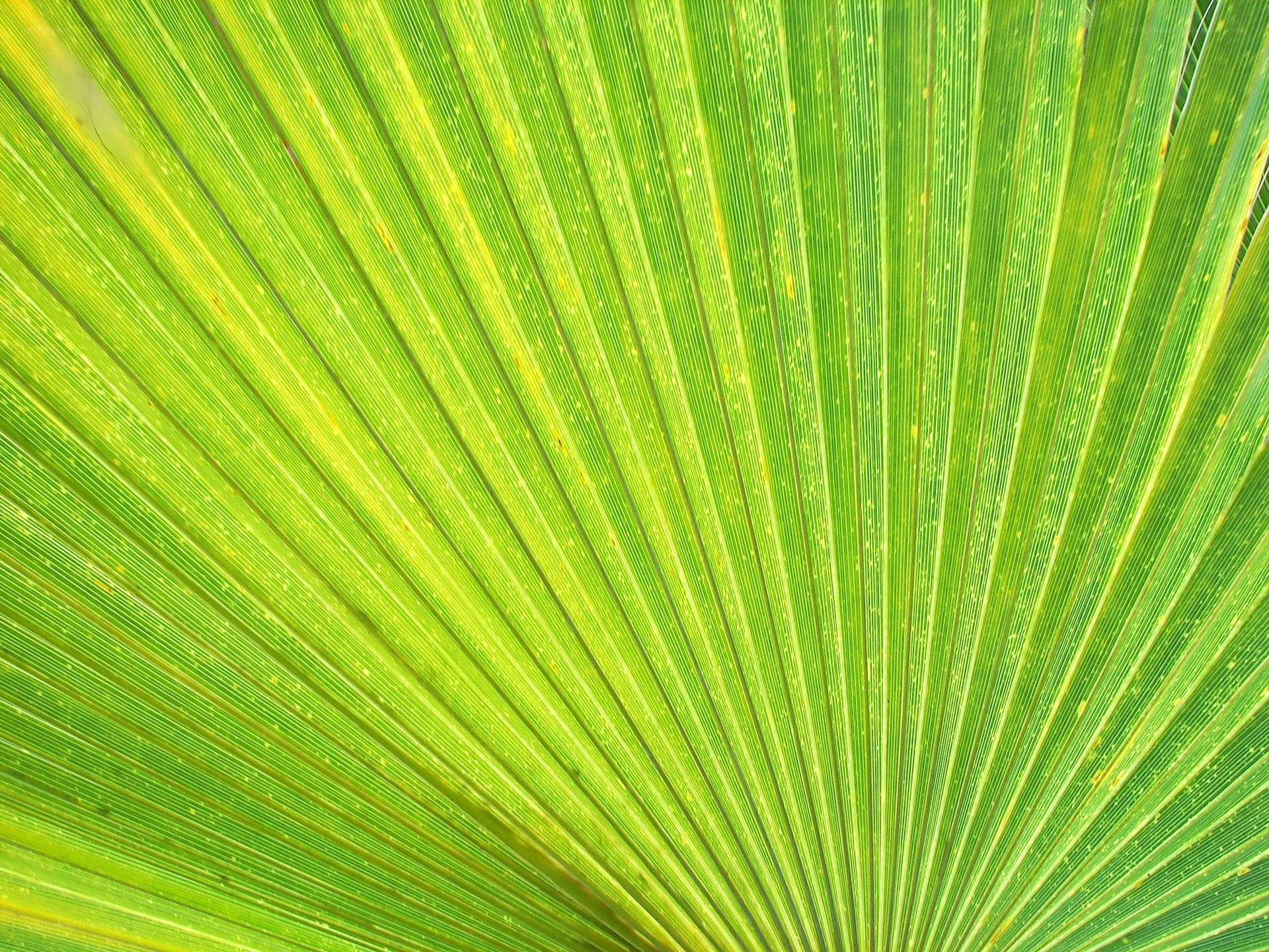 green palm leaf texture