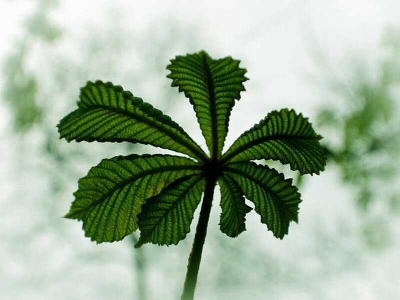 Green Palm Leaf