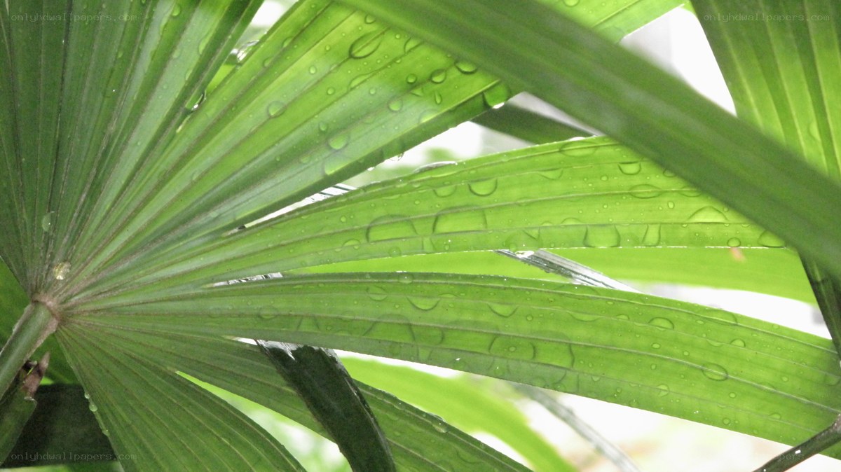 green palm leaf with water droplets