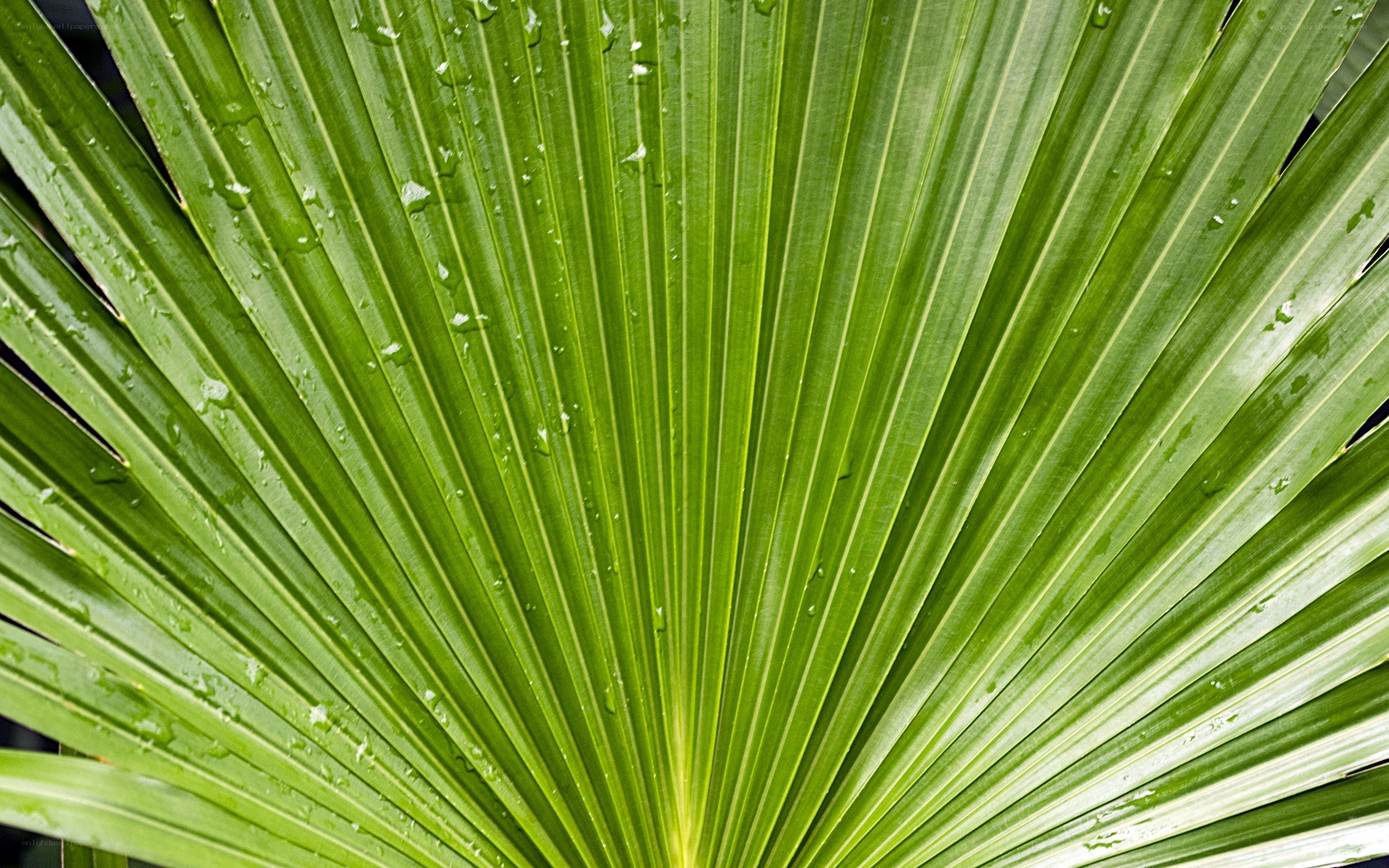 green palm leaf with water droplets