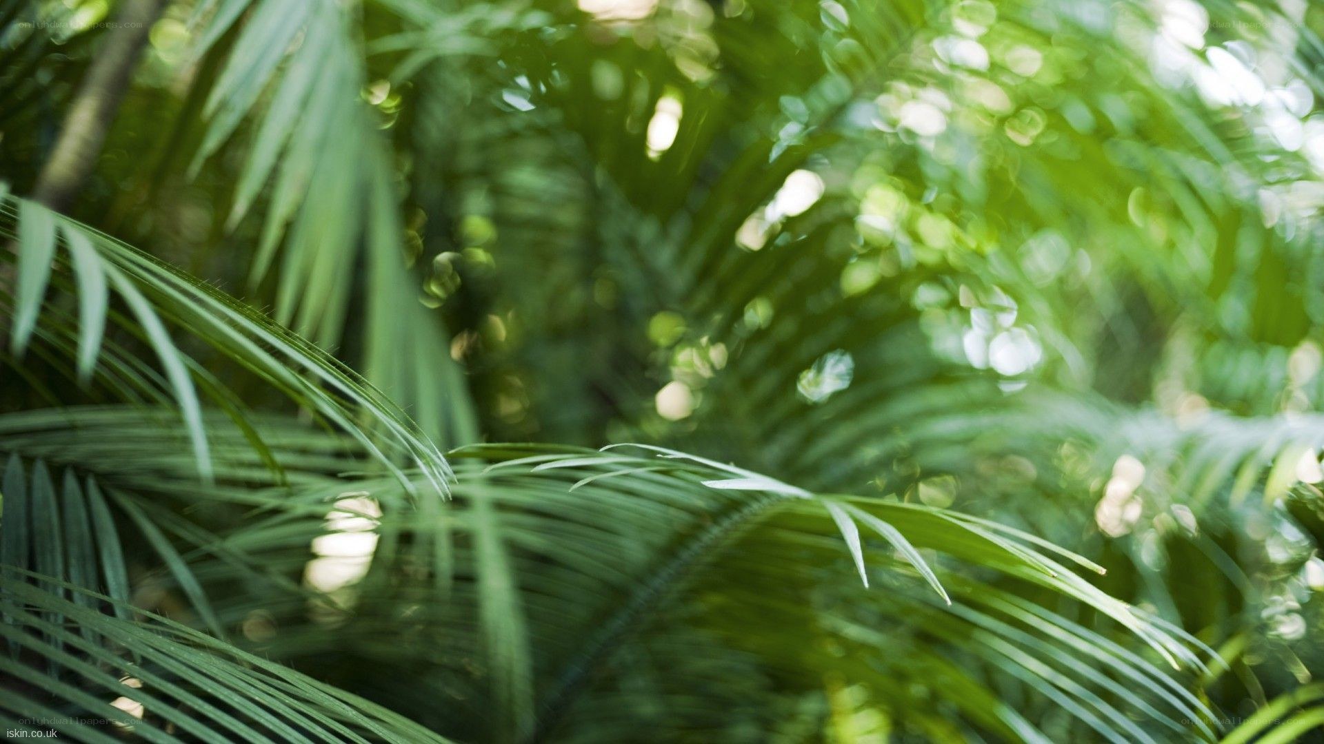 Green palm leaves in forest