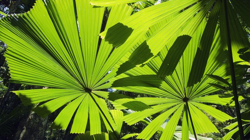Green palm leaves in sunlight