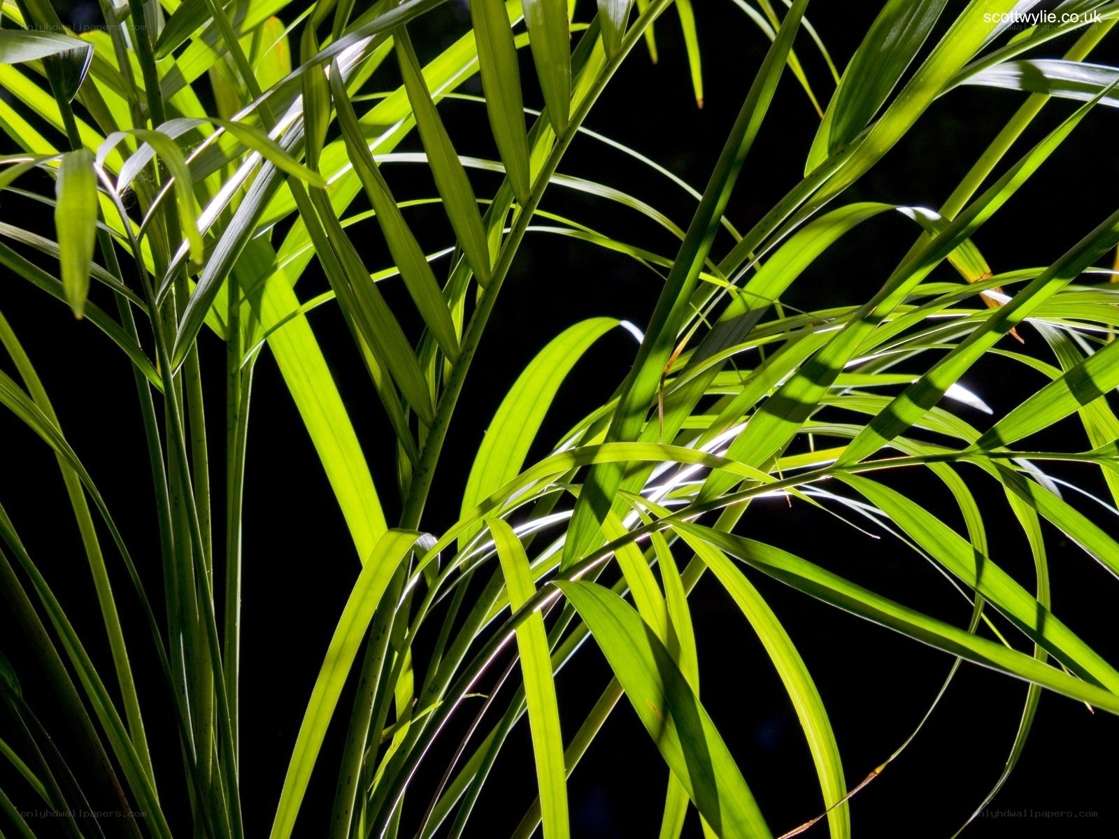 green palm leaves in sunlight
