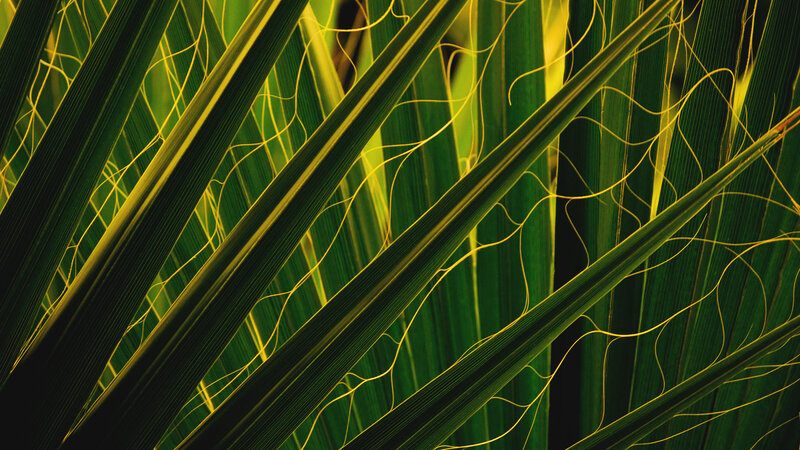 Green Palm Leaves