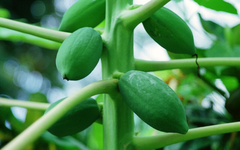 green papayas on a tree