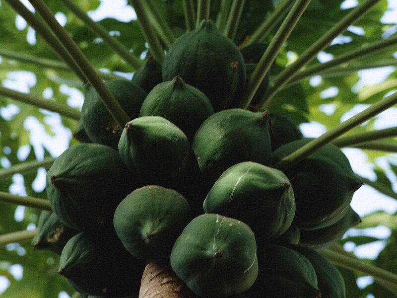 green papayas on a tree