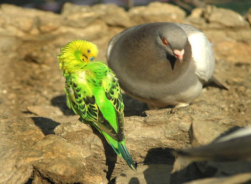 Green Parakeet and Pigeon