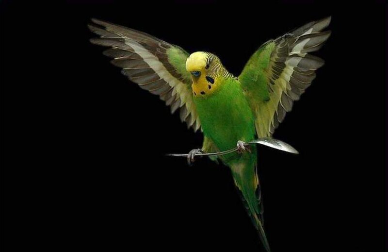 Green Parakeet in Flight