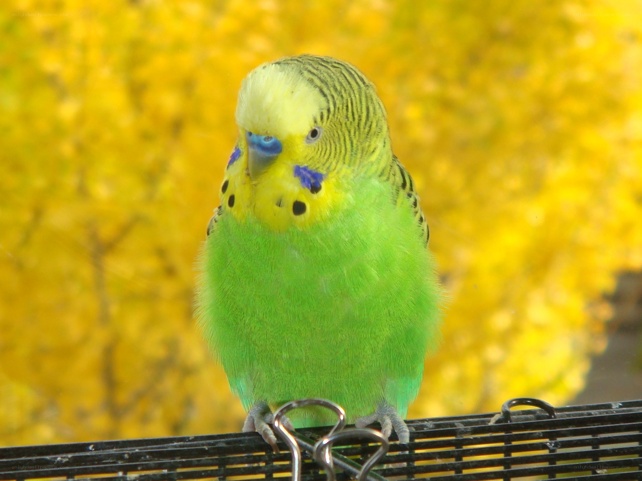 green parakeet on a perch