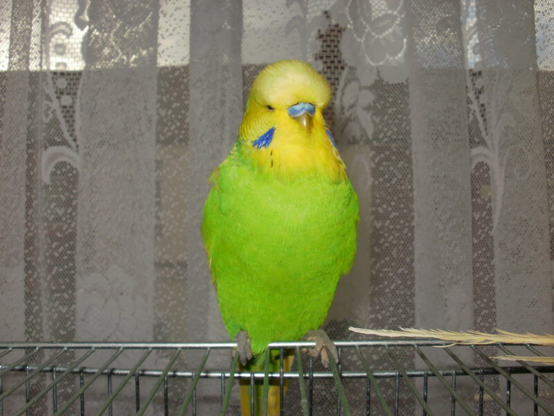 green parakeet on cage