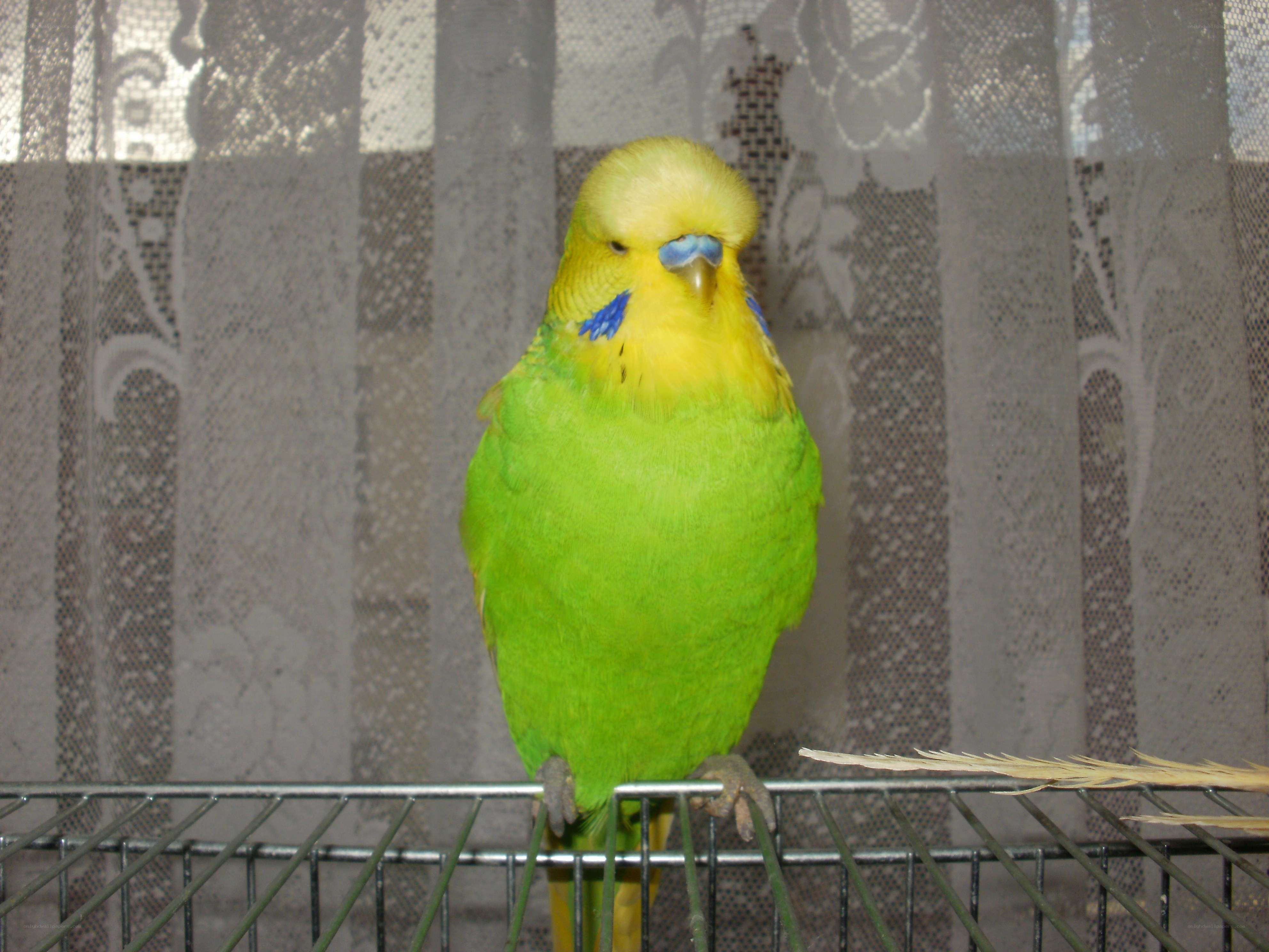 green parakeet on cage