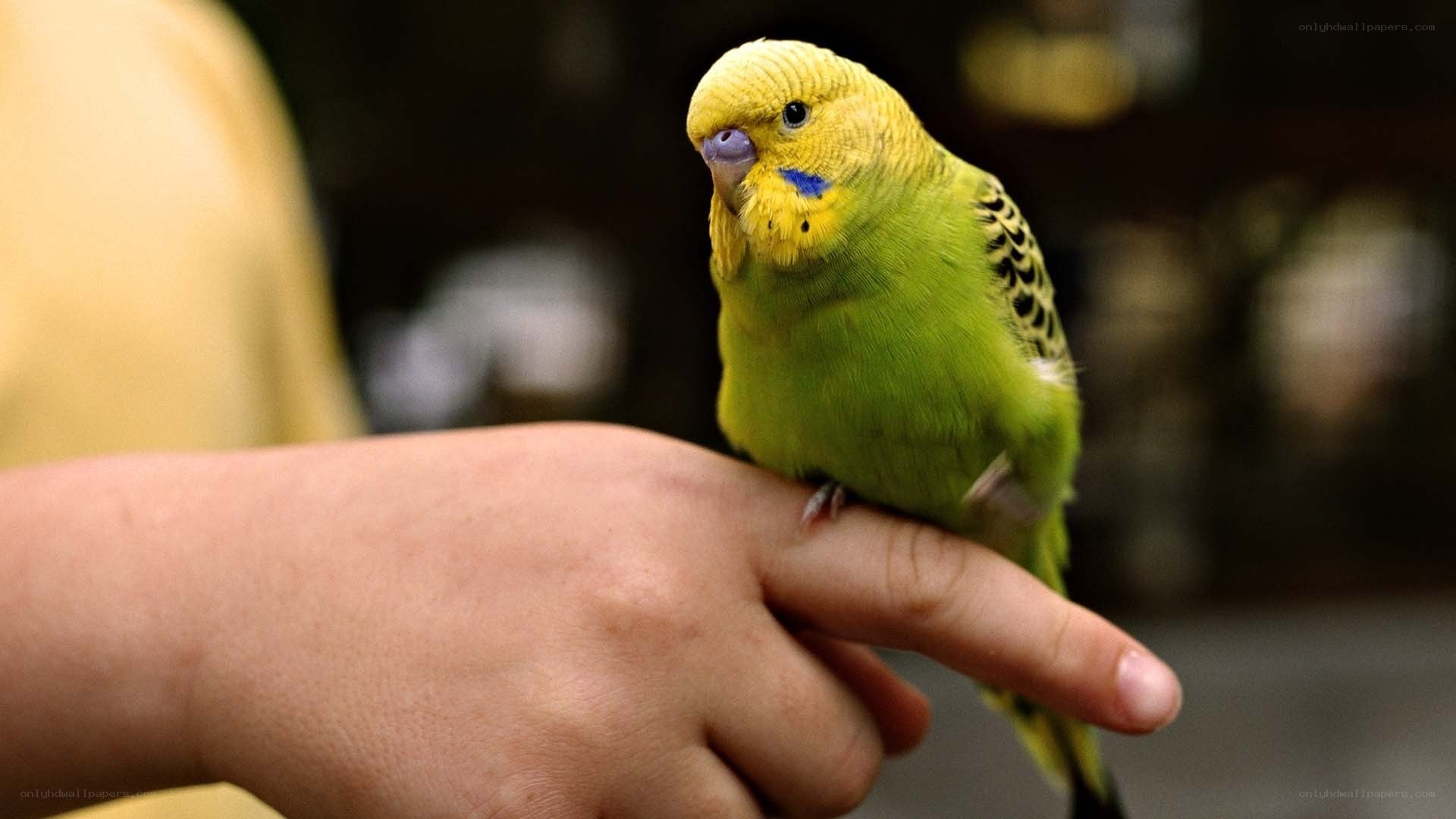 green parakeet on hand