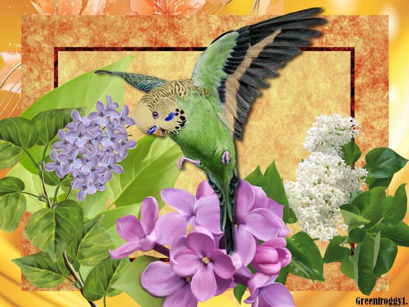 Green Parakeet with Flowers