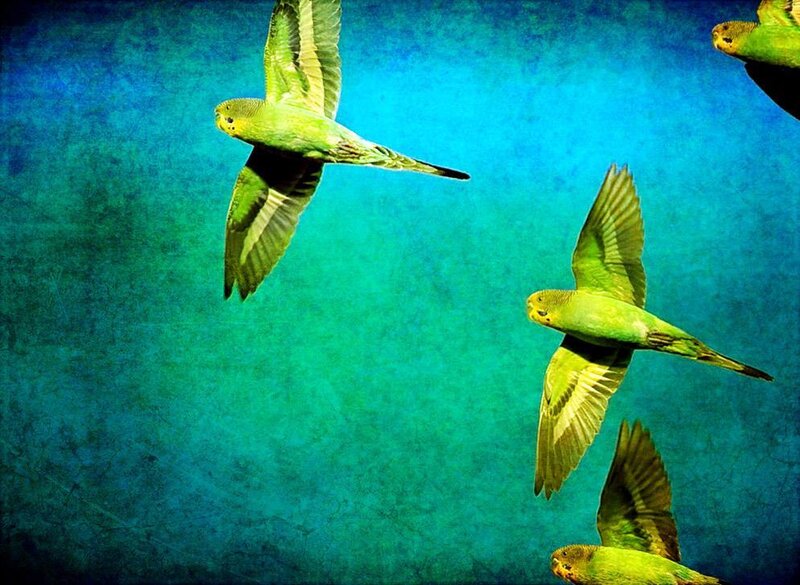 green parakeets in flight