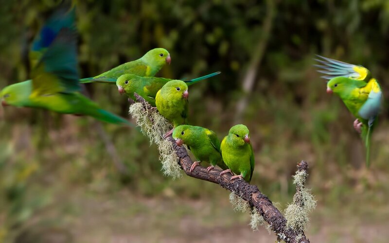 Green Parakeets on Branch