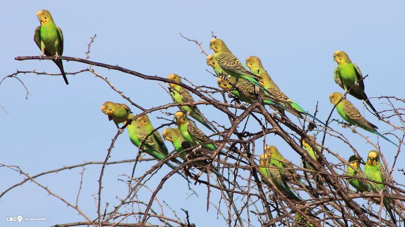 Green Parakeets on Branches