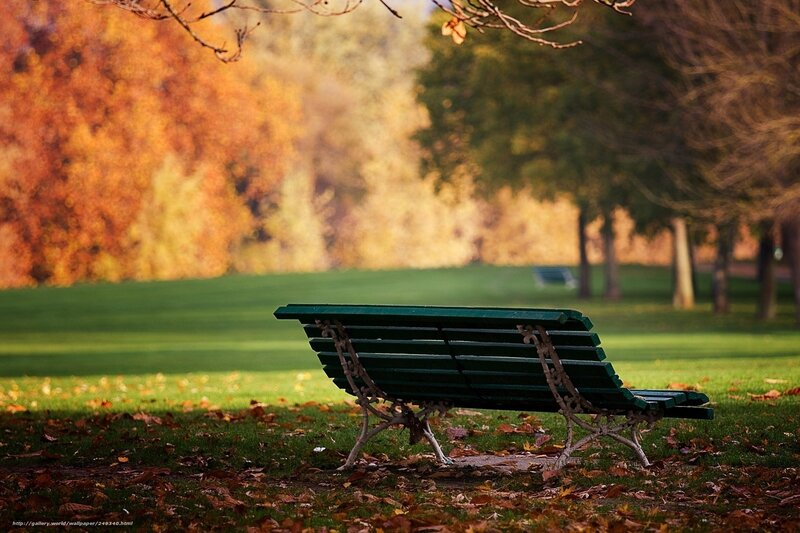 Green Park Bench — Serene, Autumn