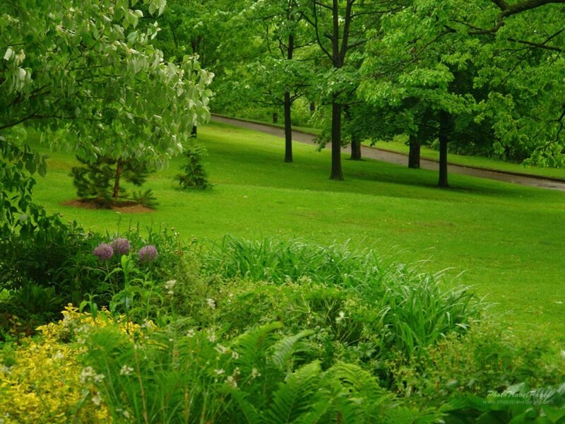 Green Park with Flowers — Serene