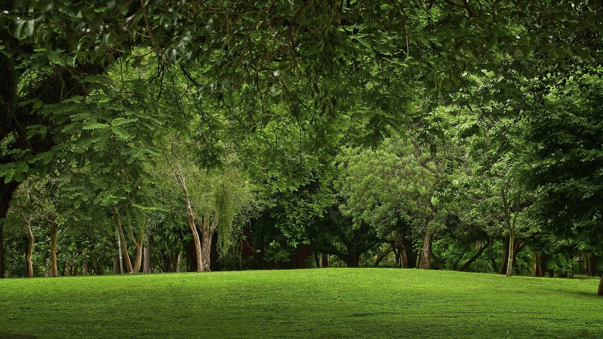 Green park with lush trees