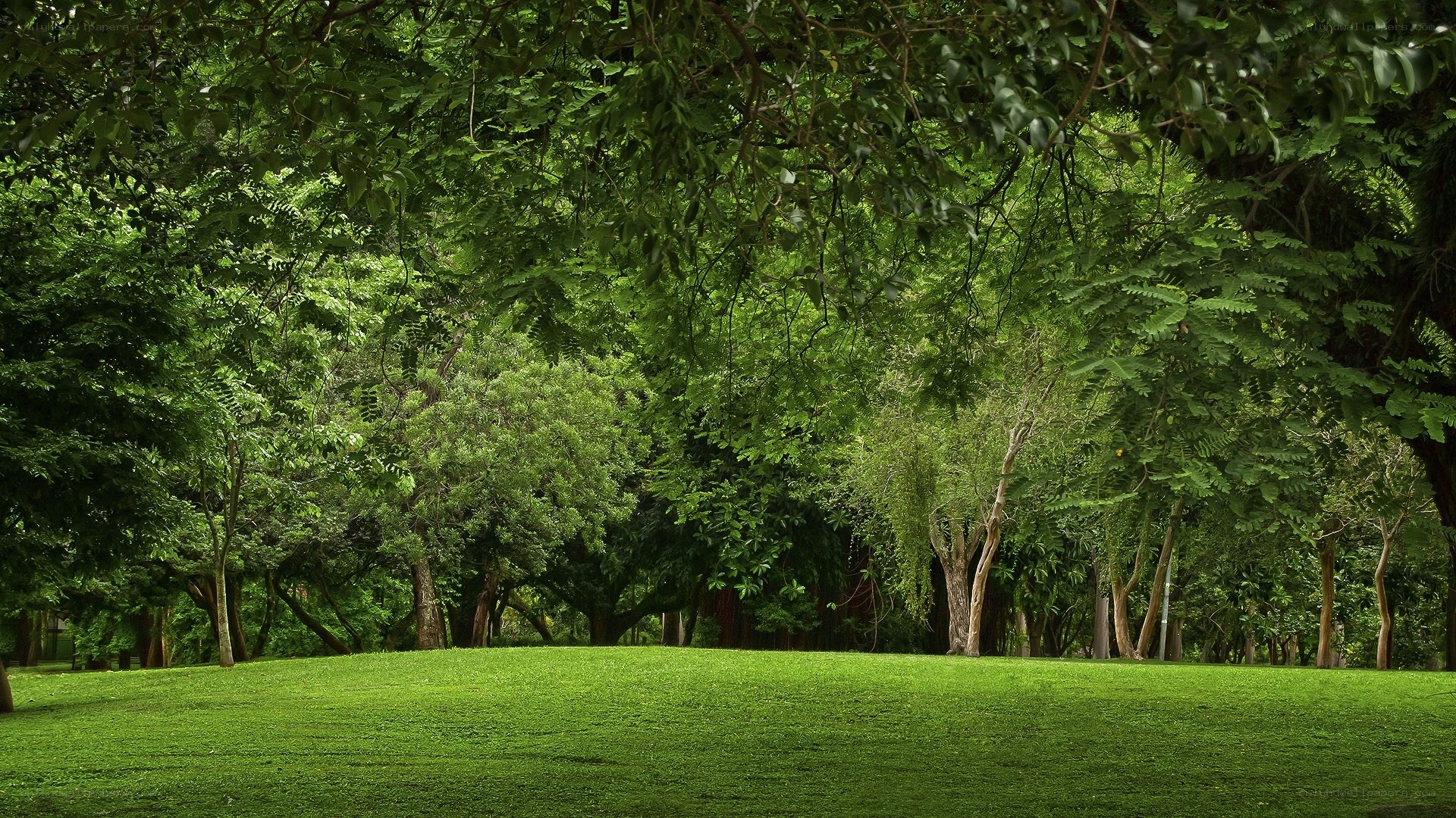 Green park with lush trees