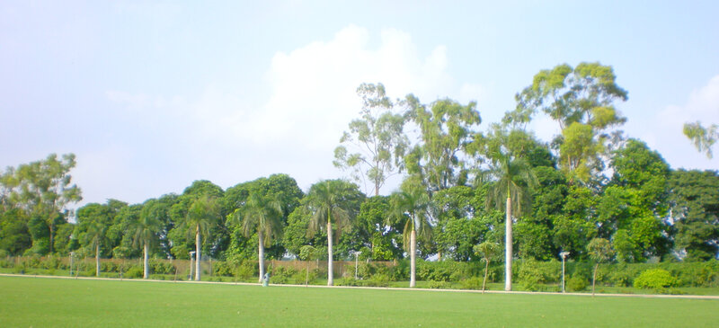 green park with palm trees