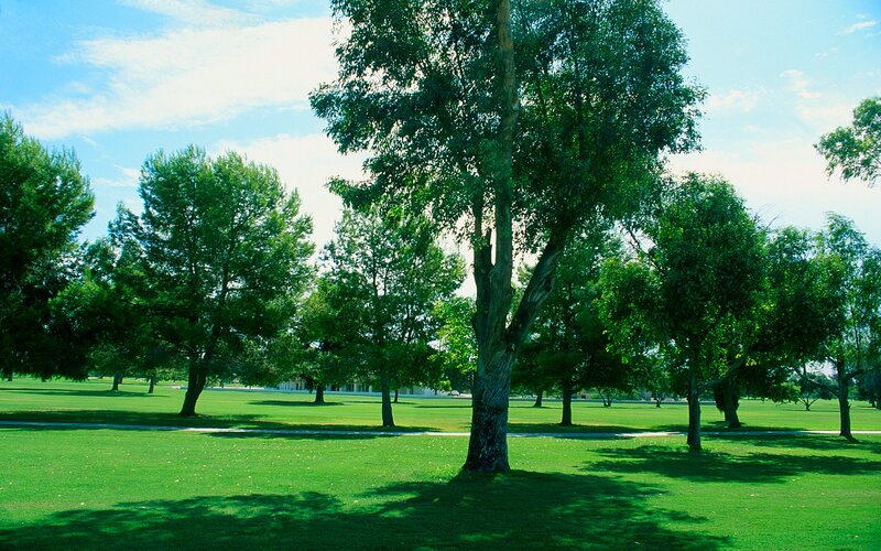 Green park with trees