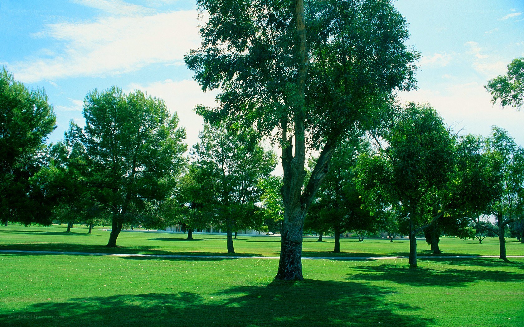 Green park with trees