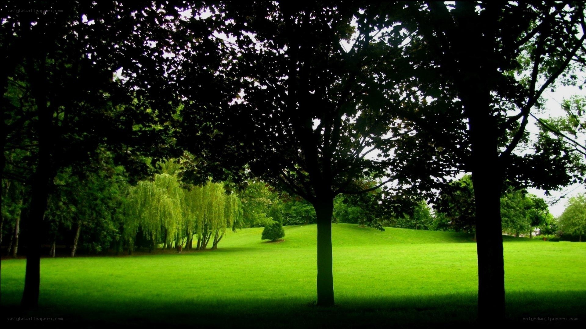 Green park with trees