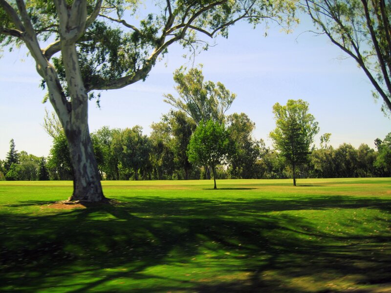 Green park with trees