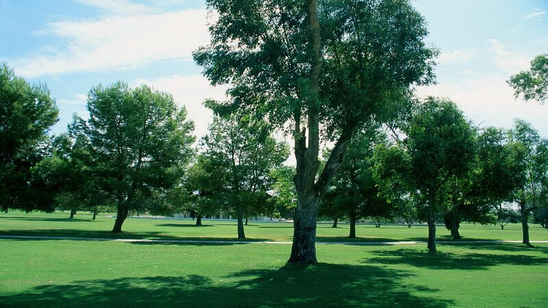 Green park with trees