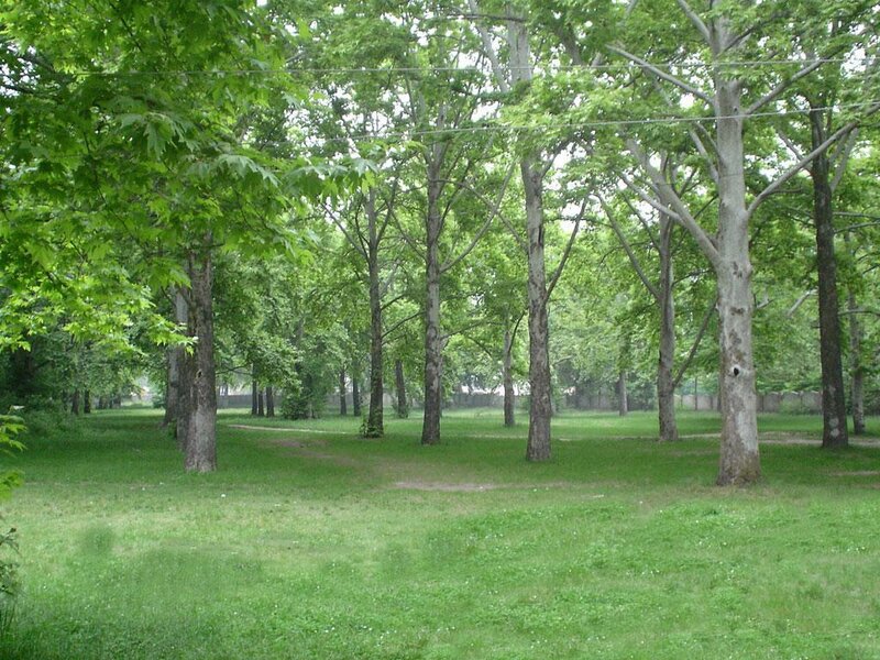 Green park with trees