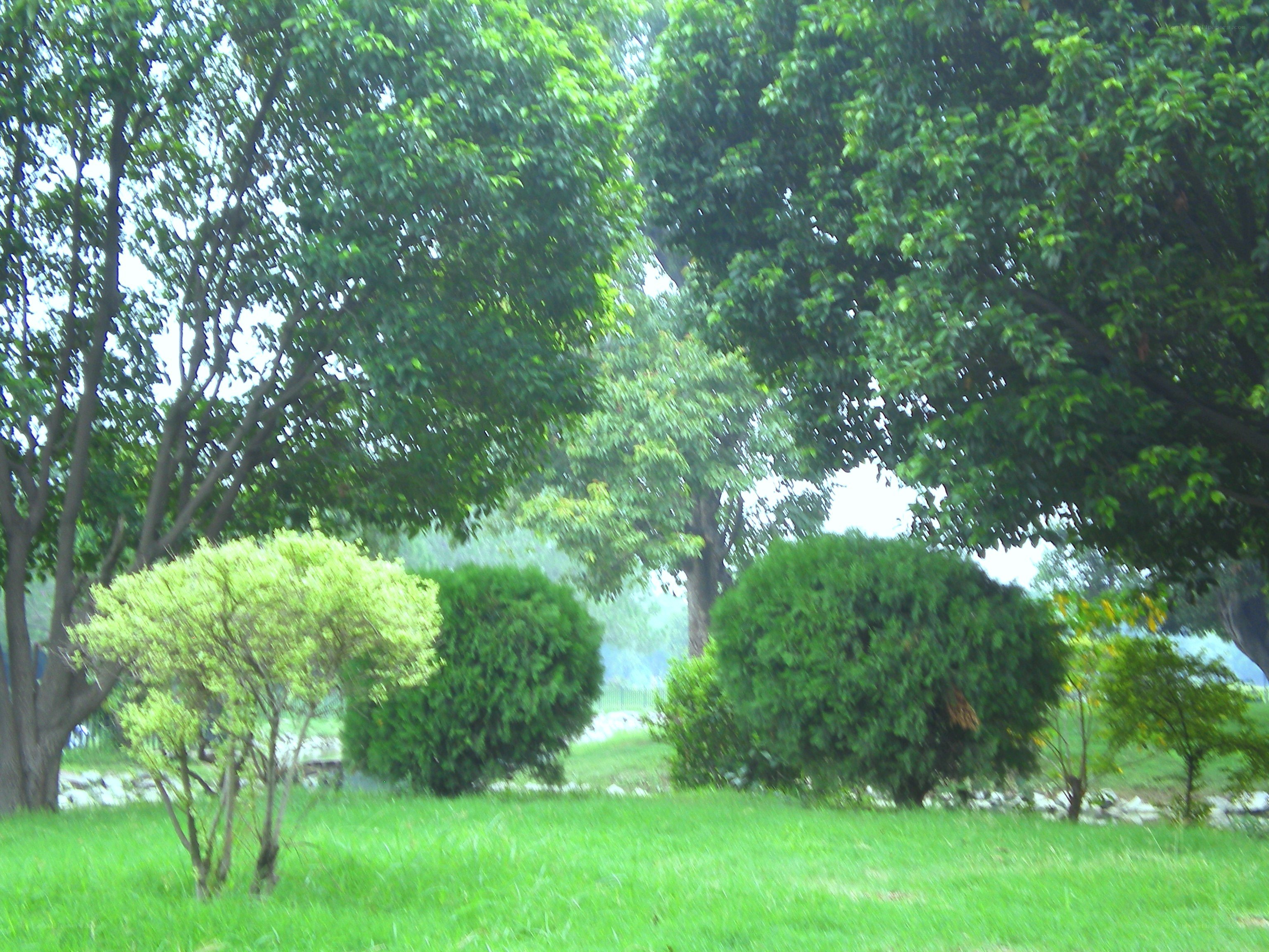 Green park with trees and bushes