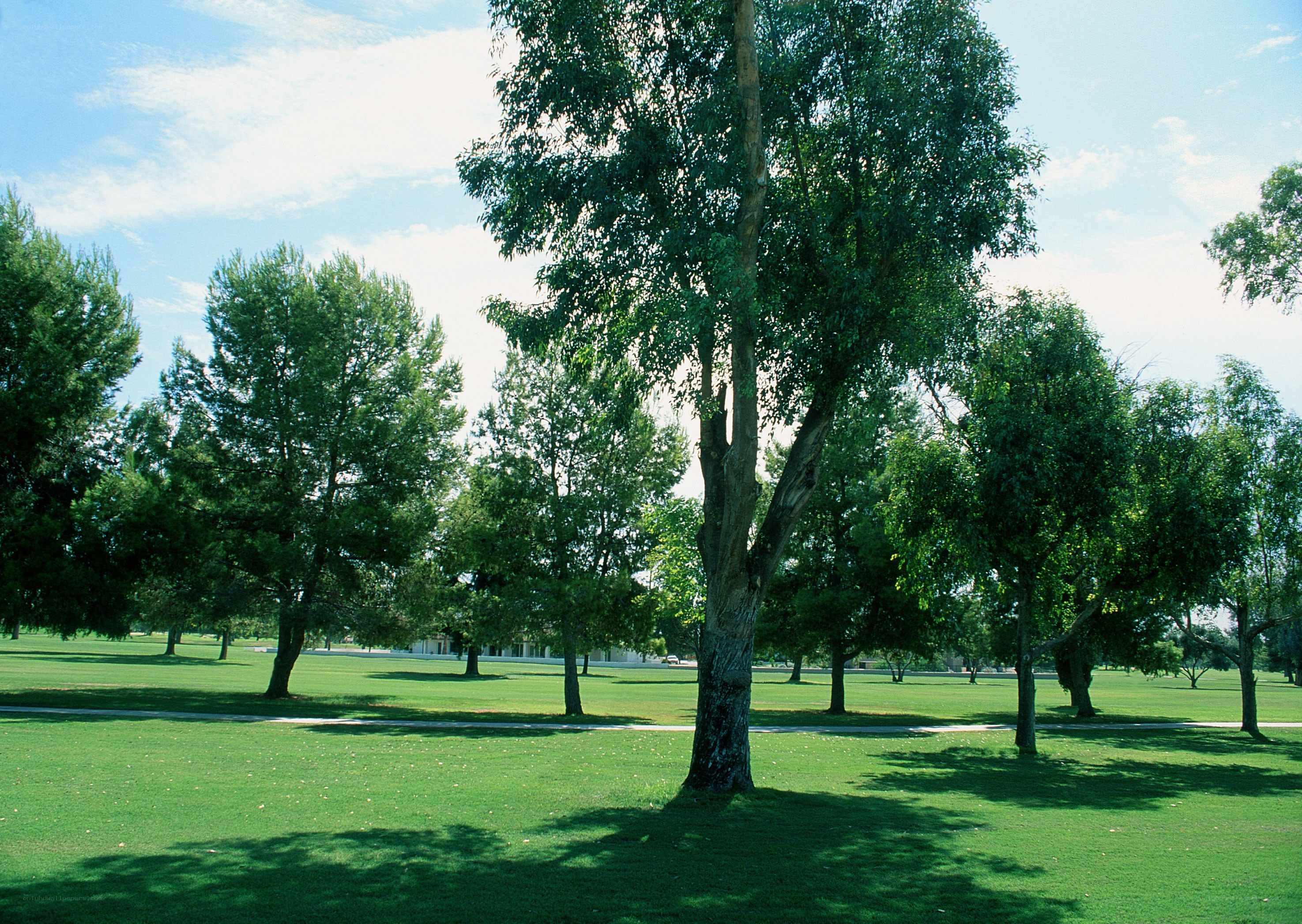 Green park with trees and grass