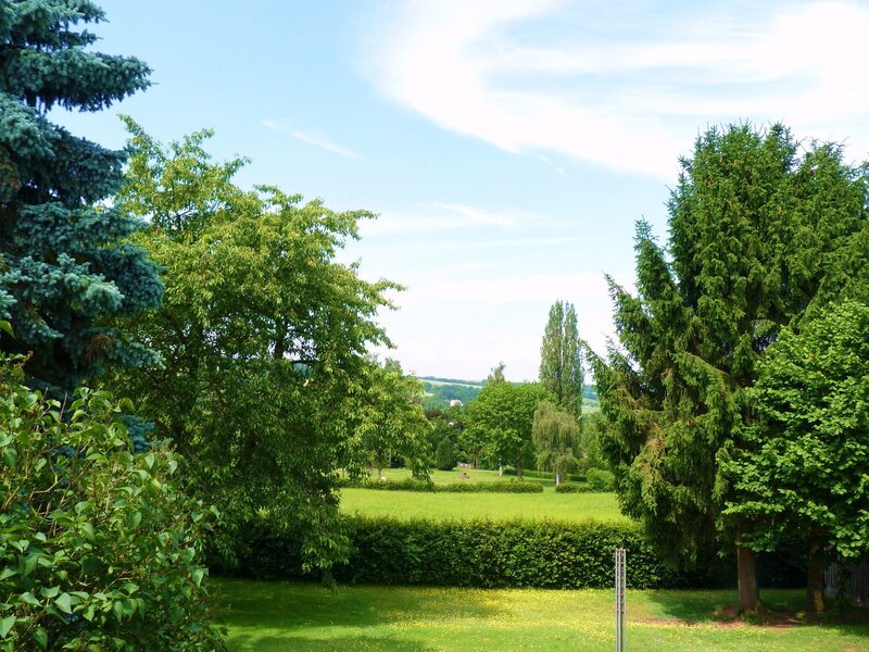 Green park with trees and lawn
