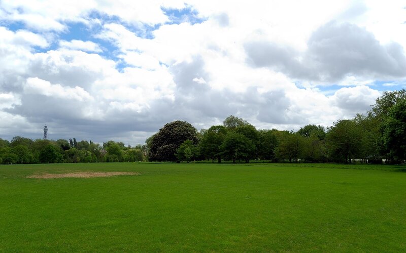 Green park with trees and sky