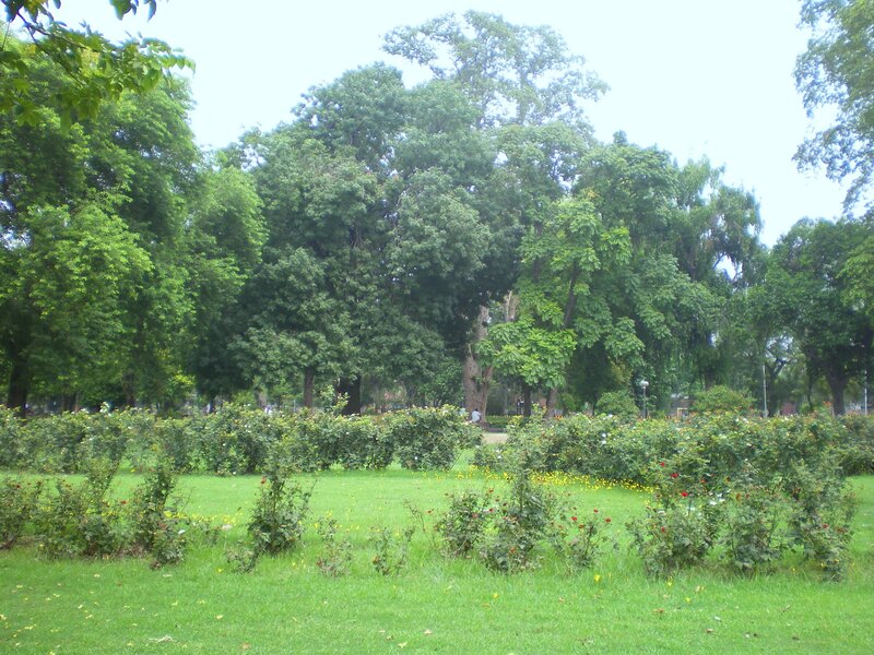 Green Park with Trees — Calm