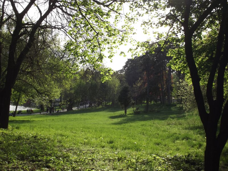 Green Park with Trees — Serene, Afternoon, Photograph, Grass, Path