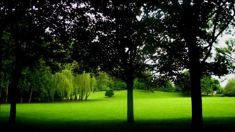 Green Park with Trees — Serene, Afternoon, Photograph, Grass, Sky