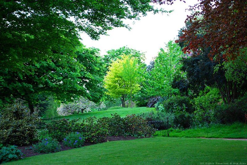 Green Park with Trees — Serene, Afternoon, Photograph, Grass