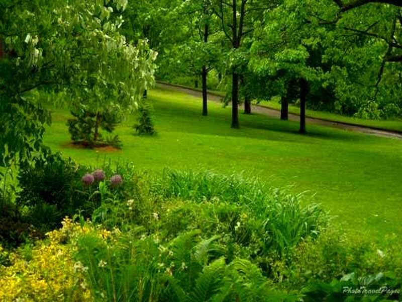 Green Park with Trees — Serene, Spring