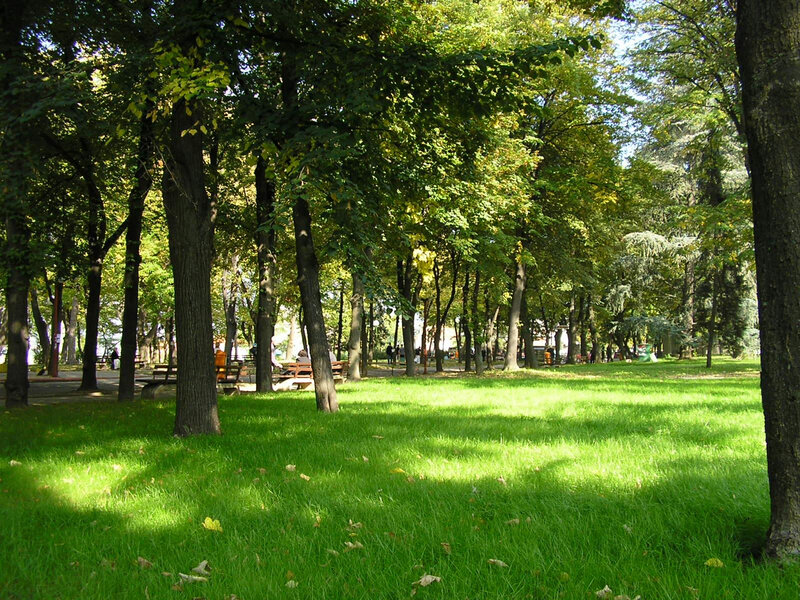Green Park with Trees — Serene