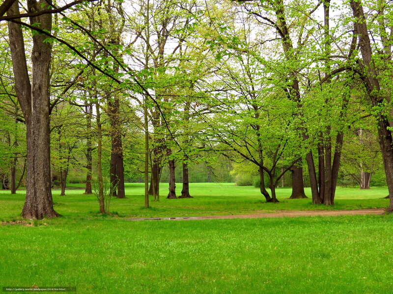 Green park with trees