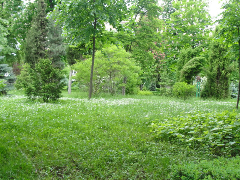 Green park with wildflowers