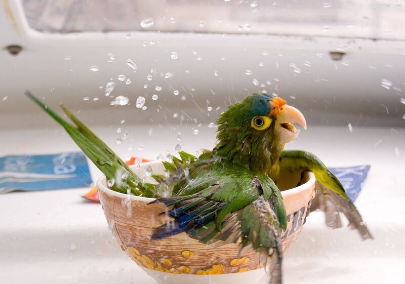 Green Parrot Bathing — Playful, Photograph, Bowl
