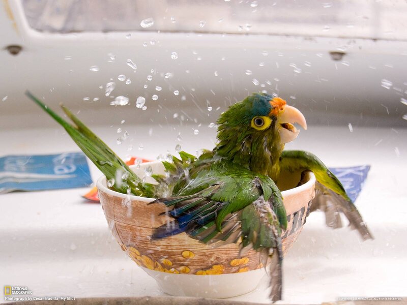 Green Parrot Bathing — Playful, Photograph