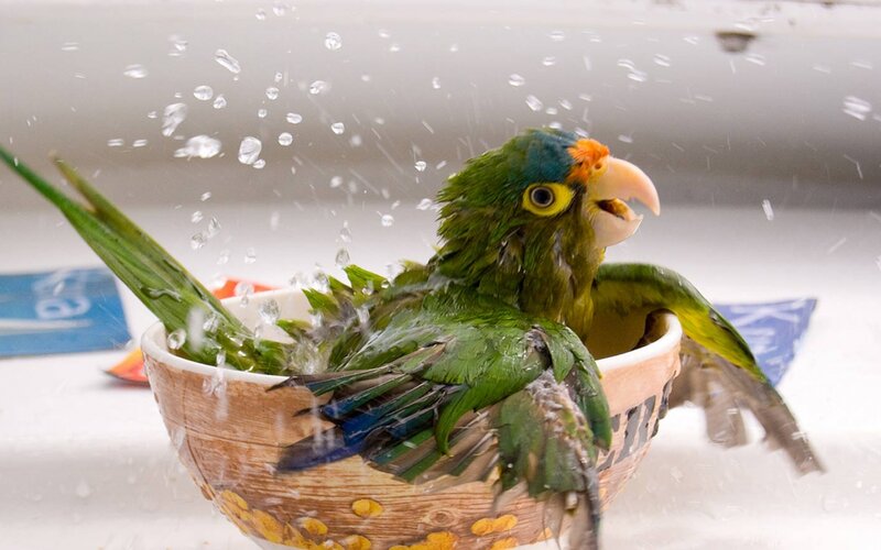 Green Parrot Bathing — Playful