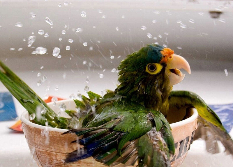 Green Parrot Bathing