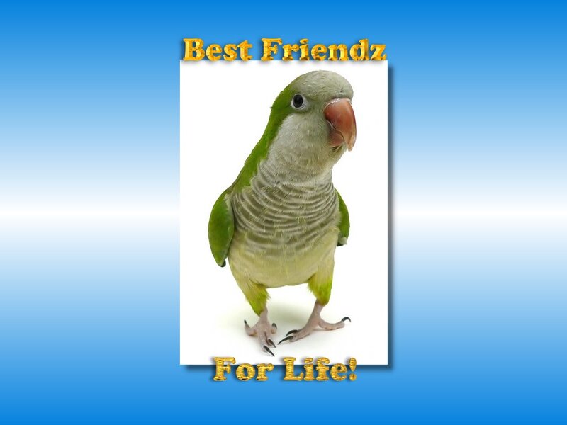 Green Parrot Bird