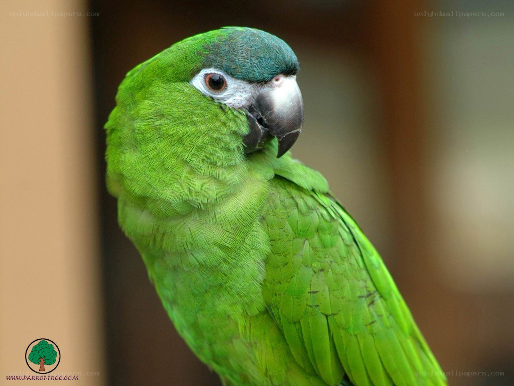 green parrot close-up